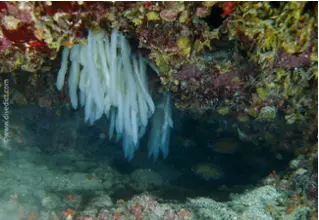 DiveDict_Foto_Bild_Biolexikon_Mittelmeer_Weichtiere_Kopffuesler_Oktopus_Krake_Eier