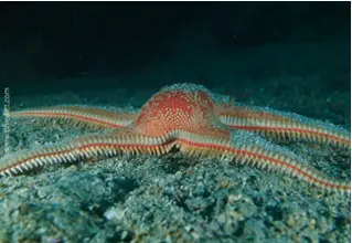 DiveDict_Foto_Bild_Biolexikon_Mittelmeer_Stachelhaeuter_Seestern_astropecten_aranciacus_grosser_Kammseestern_Spanien_Italien_Griechenland_Frankreich_tauchen_Kroatien
