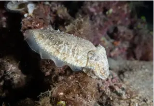 DiveDict_Foto_Bild_Biolexikon_Mittelmeer_Weichtiere_Kopffuesler_sepia_officinalis_gemeine_Sepie_tauchen_schnorcheln_meer