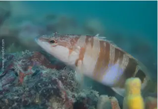 seranus_scriba_Schriftbarsch_divedict_Mittelmeer_mediterranean_bio_lexicon-074DiveDict