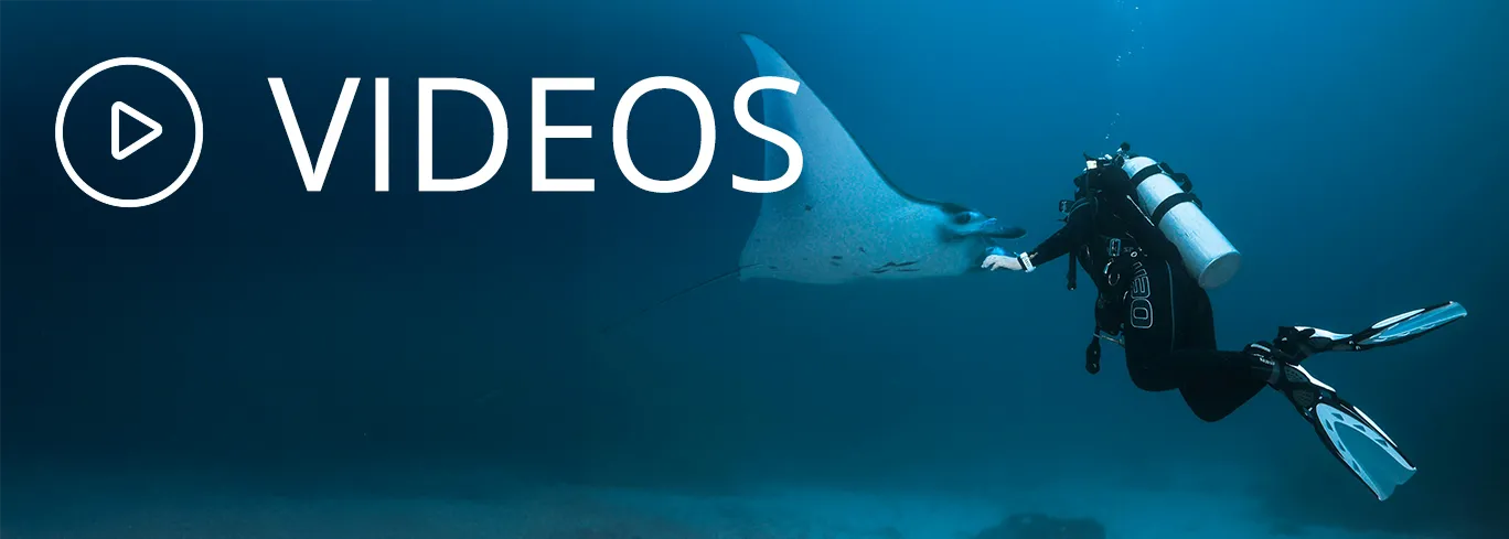 Ein virtueller Tauchgang mit unseren Videos.