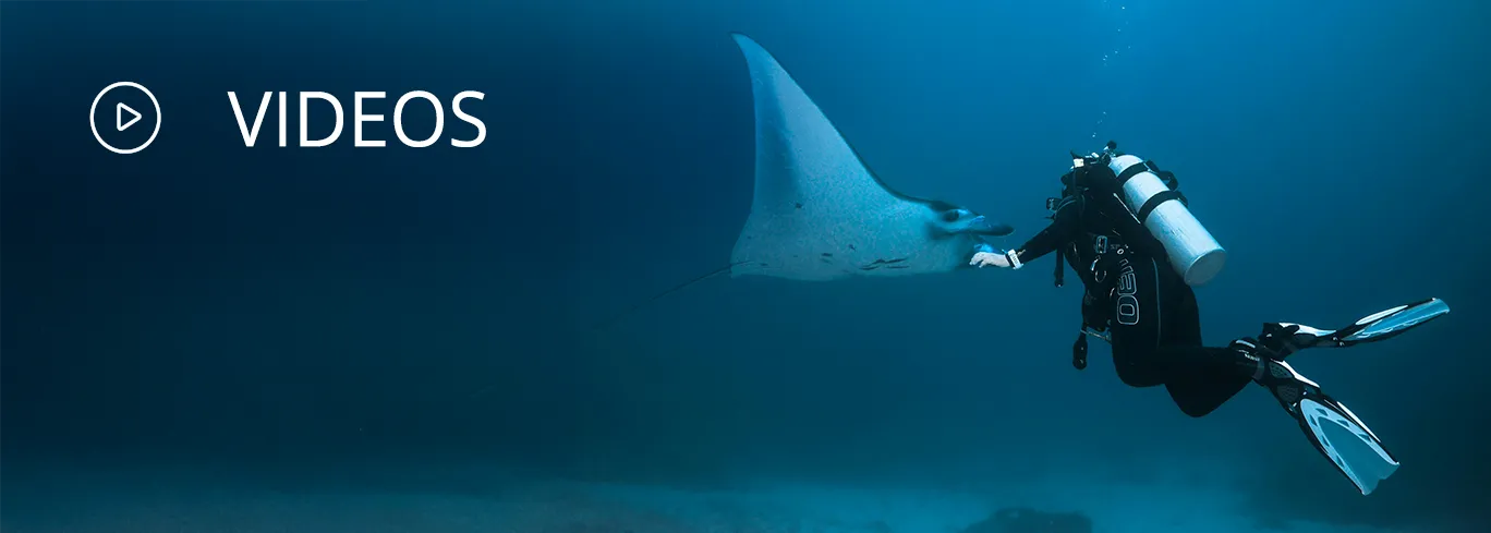 Ein virtueller Tauchgang mit unseren Videos.