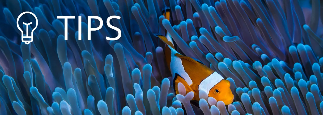 We have tips around eco friendly diving and marine life for you!