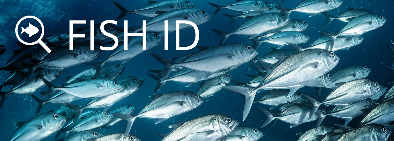 Our community helps you identify fish.