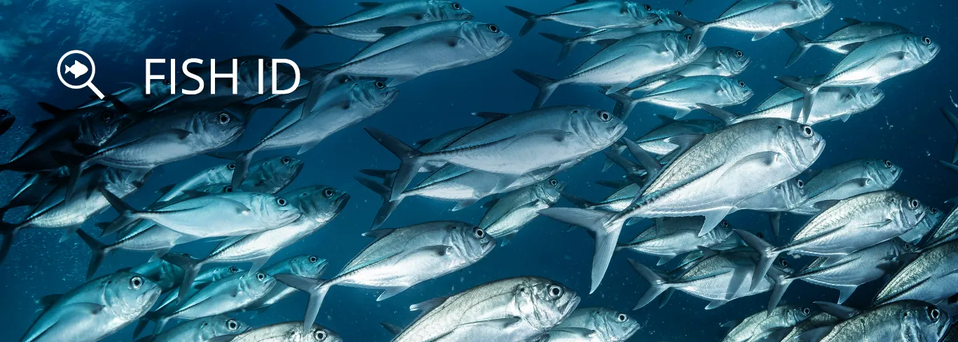 Our community helps you identify fish.