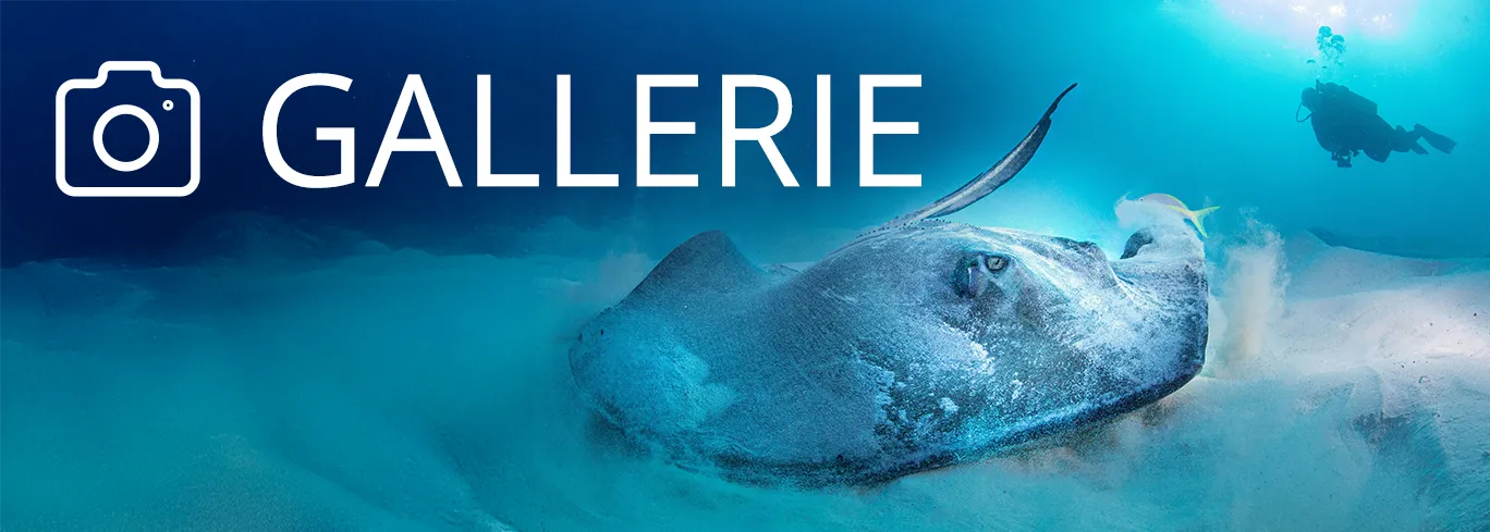 Alle deine Tauchfotos auf einem Platz!