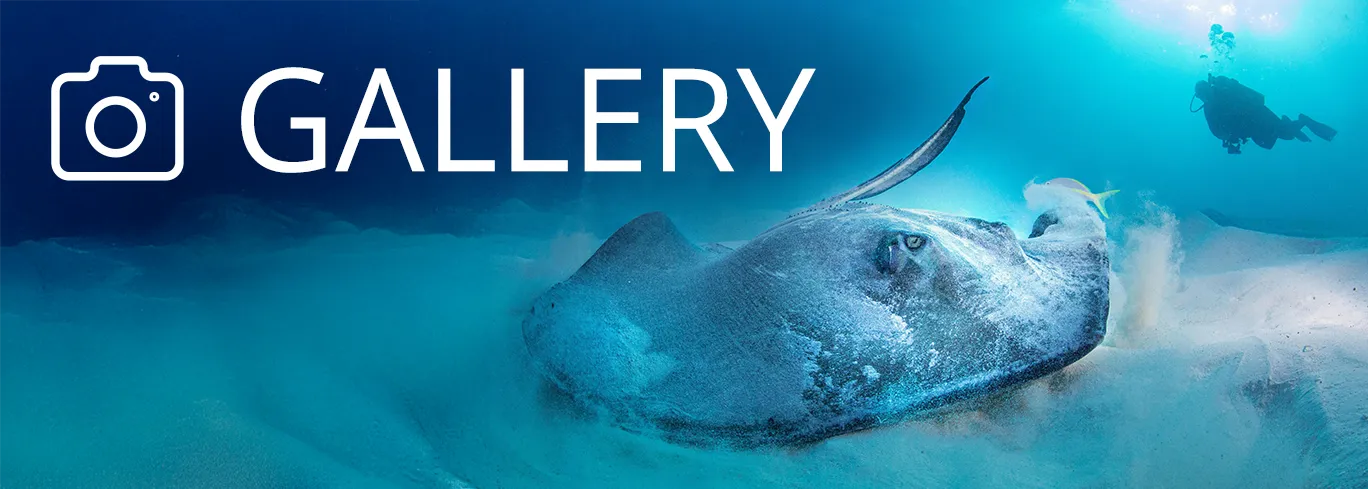 Your dive photos in one spot!