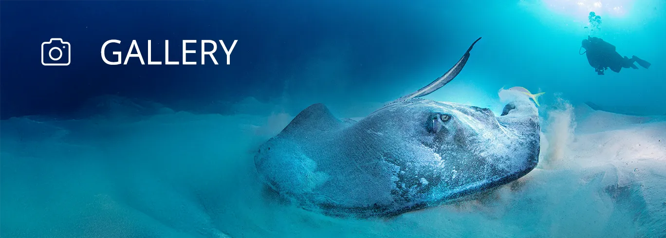 Your dive photos in one spot!