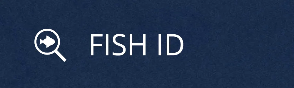 We help you identify your fish photos!