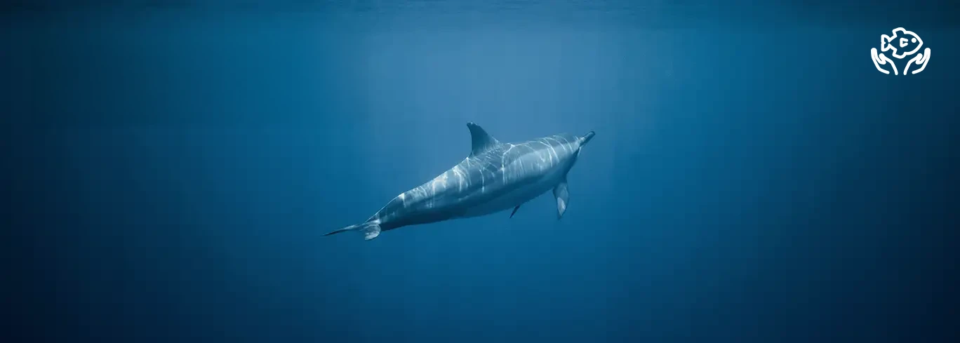 https://d15d9dzcxebnw7.cloudfront.net/homepage/blocks/169/oeko-umwelt-scuba-eco-data-divedict-diving-tauchenyfQjA.webp