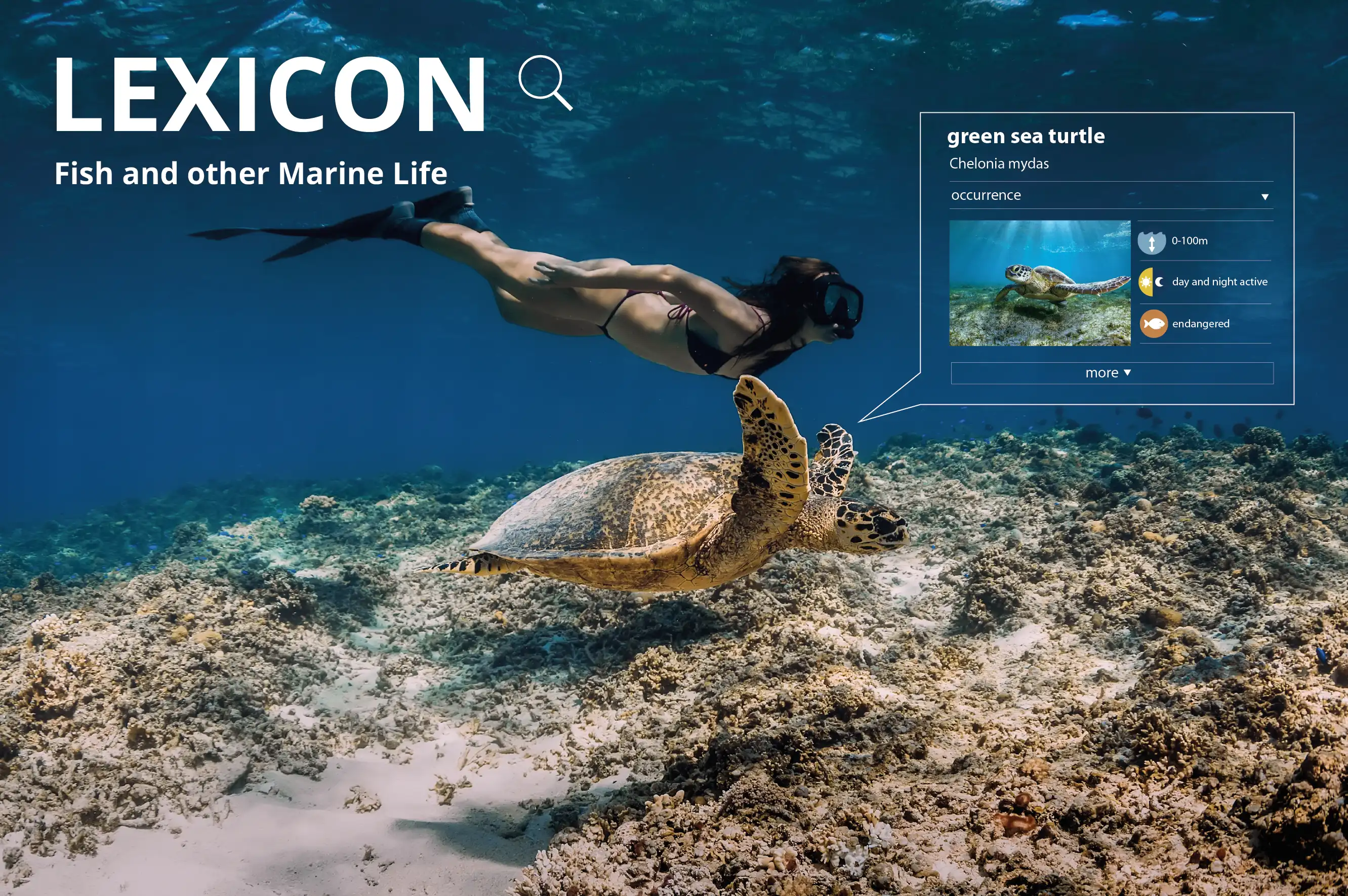 https://d15d9dzcxebnw7.cloudfront.net/homepage/blocks/5/en-divedict-fish-marinelife-find-fish-lexiconUaIrx.webp