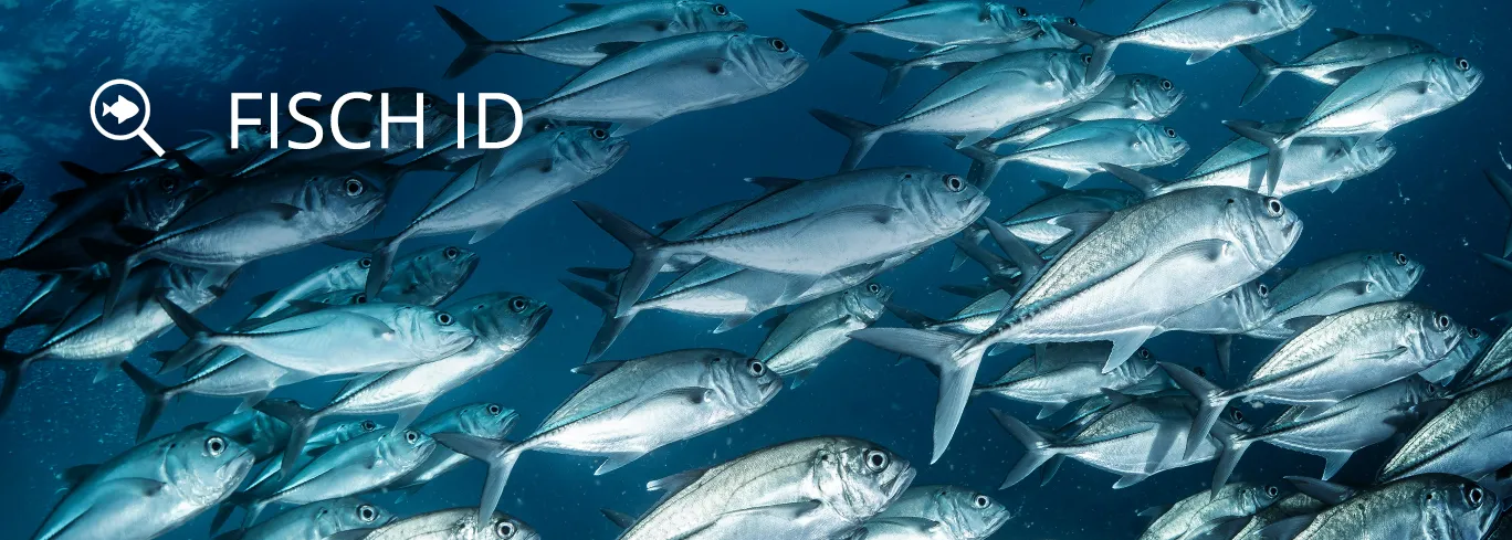 Lege deine Tauchgänge in unserem Dive Log an, identifiziere Meereslebewesen mit der Community.