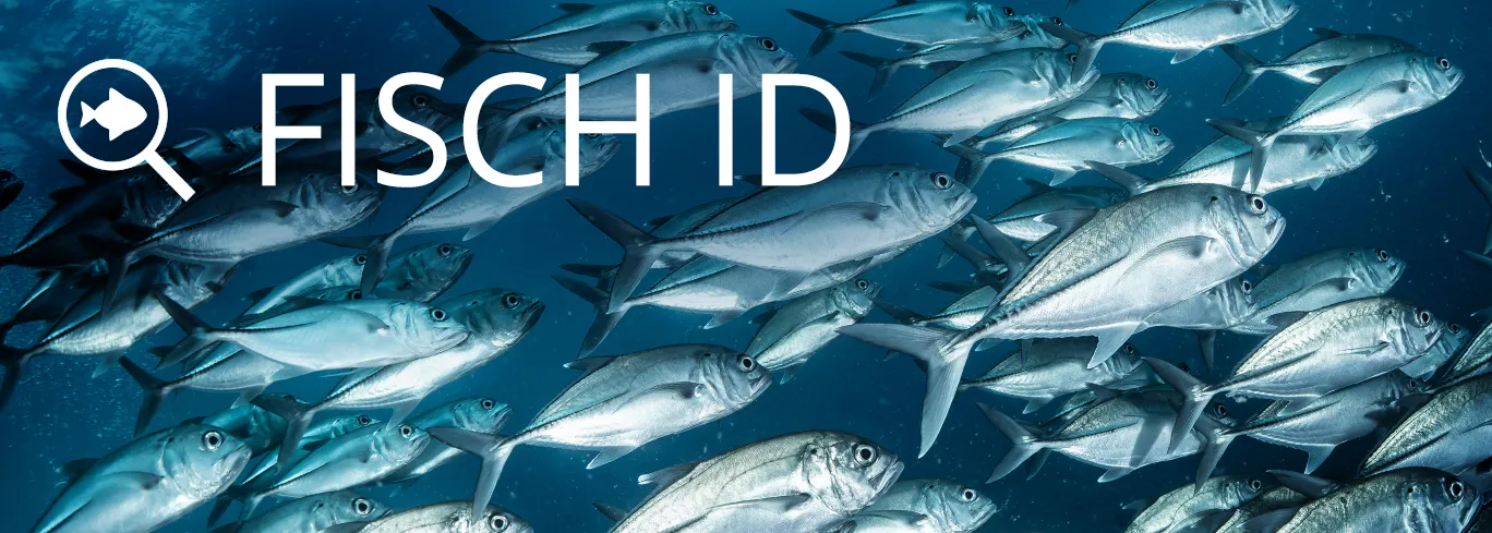 Lege deine Tauchgänge in unserem Dive Log an, identifiziere Meereslebewesen mit der Community.