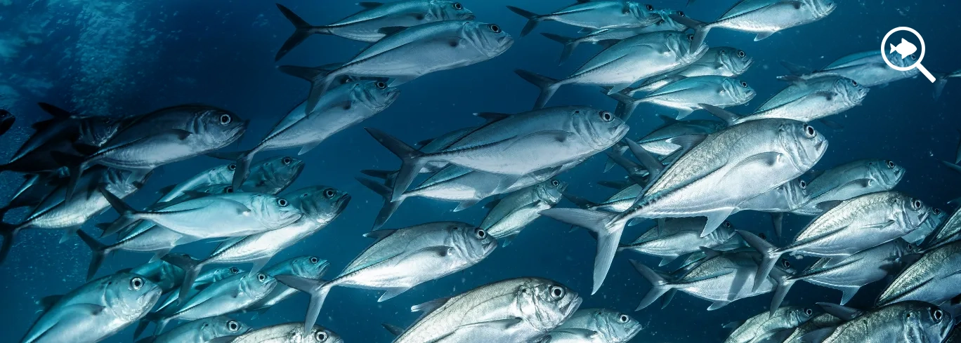 Fish-ID